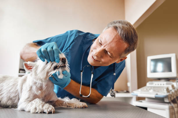  Grover, WY Emergency Dentist Pros
